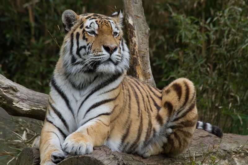 Deshalb solltest du niemals einen schlafenden Tiger wecken