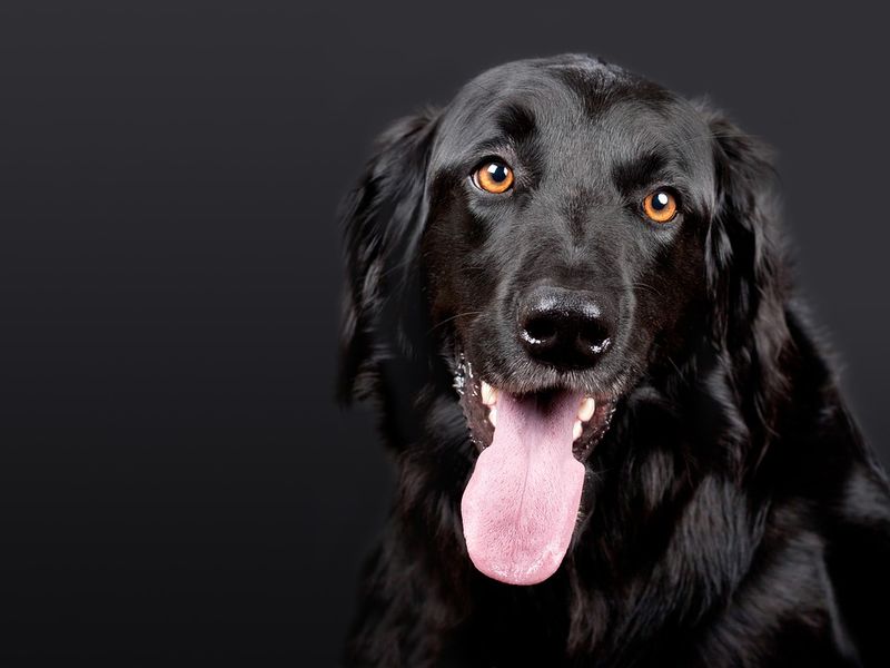 Nein Jetzt Hältst Du Die Schnauze