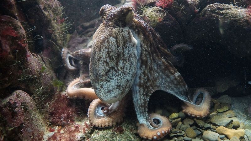 Dieser Oktopus legt eine filmreife Flucht hin