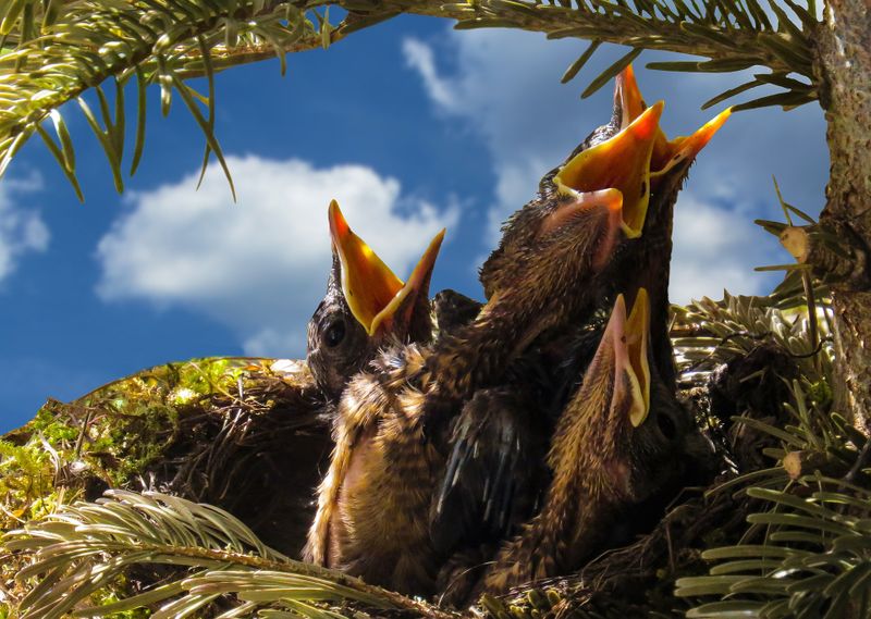 WICHTIG! So verhältst du dich, wenn du ein Vogelbaby findest!