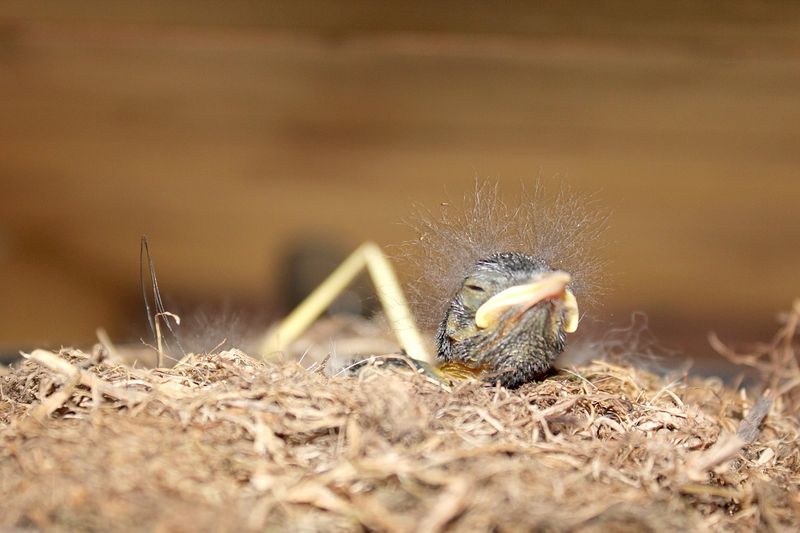 WICHTIG! So verhältst du dich, wenn du ein Vogelbaby findest!