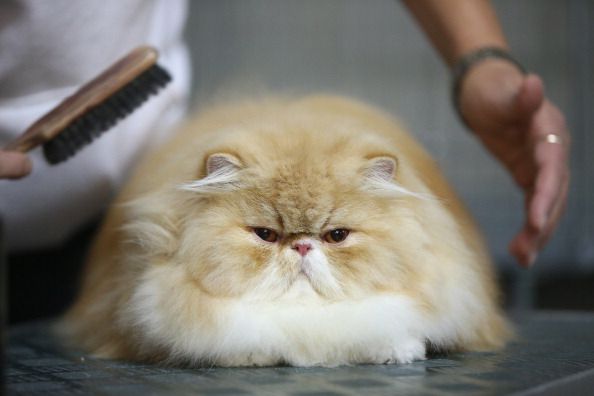 Mit dieser innovativen Bürste kannst du deine Katze ablecken!