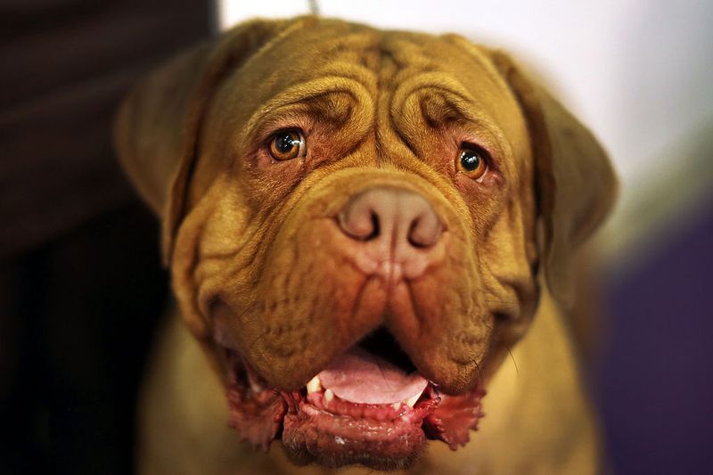 Dein Hund kennt dich besser als du denkst!
