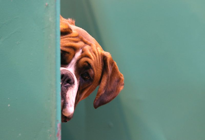 Dein Hund kennt dich besser als du denkst!