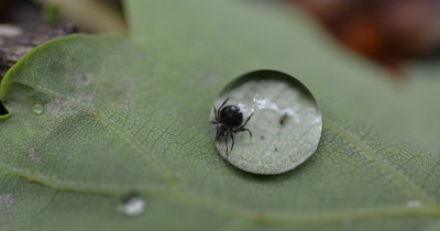 Diese 10 Fakten über Zecken sind essenziell für jeden Tierliebhaber!