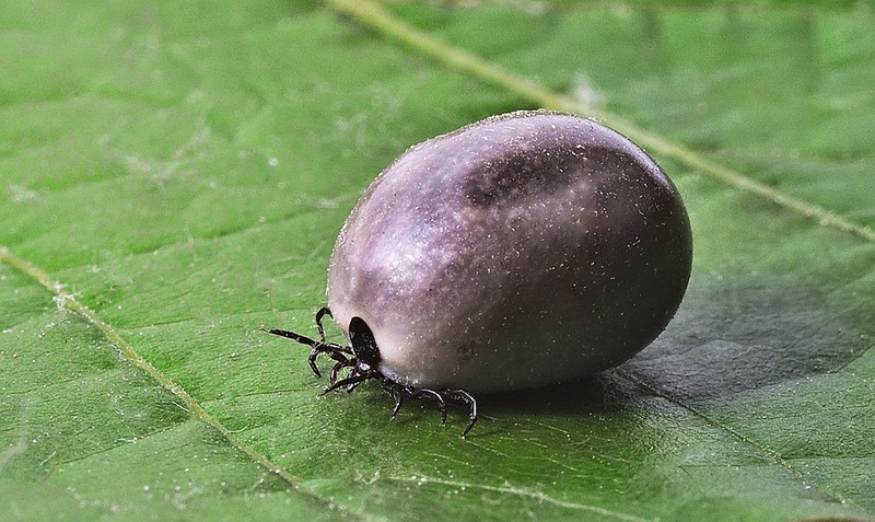 Diese 10 Fakten über Zecken sind essenziell für jeden Tierliebhaber!
