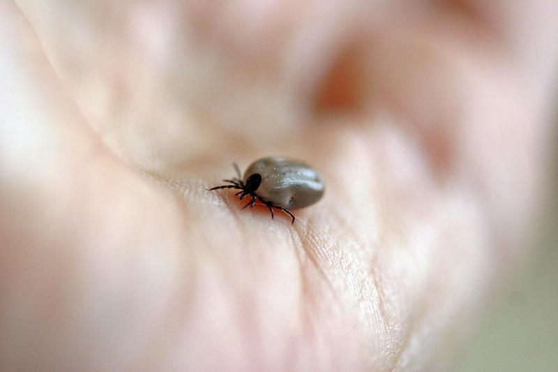 Diese 10 Fakten über Zecken sind essenziell für jeden Tierliebhaber!