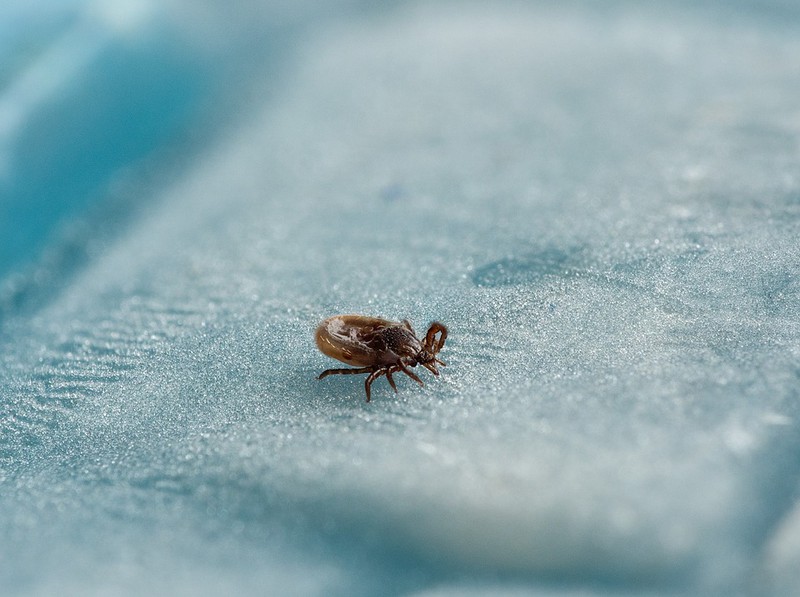 Diese 10 Fakten über Zecken sind essenziell für jeden Tierliebhaber!