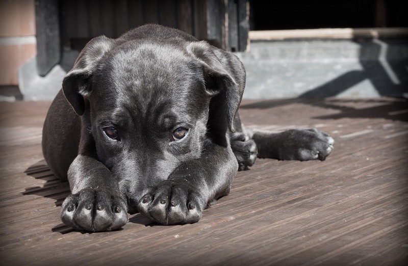 Diese 10 Fakten über Zecken sind essenziell für jeden Tierliebhaber!