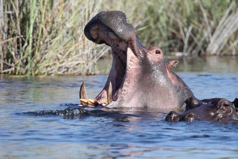 Das sind die tödlichsten Tiere der Welt