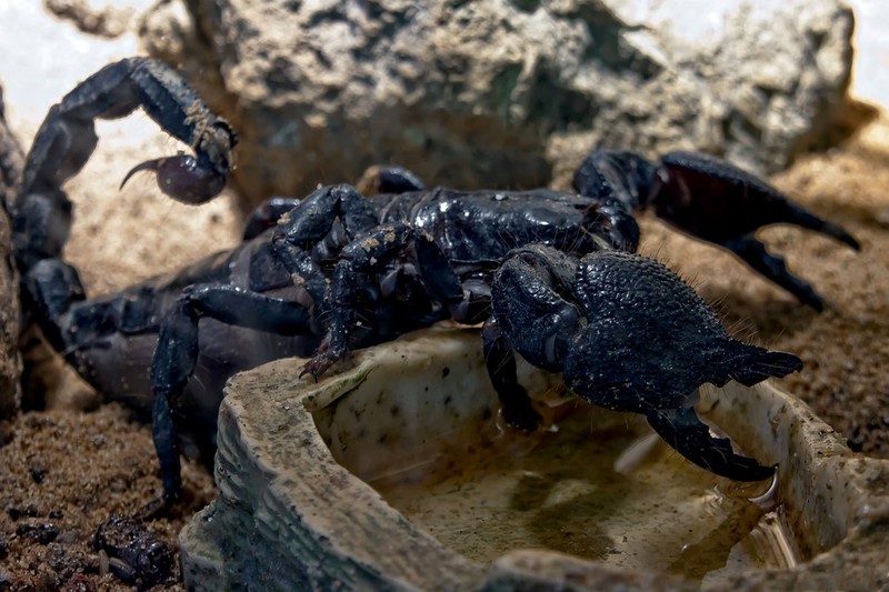 Das sind die tödlichsten Tiere der Welt