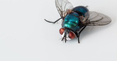 Das sind die tödlichsten Tiere der Welt