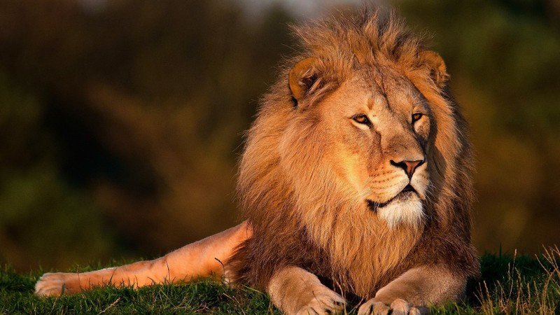 Das sind die tödlichsten Tiere der Welt