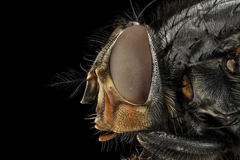 Das sind die tödlichsten Tiere der Welt