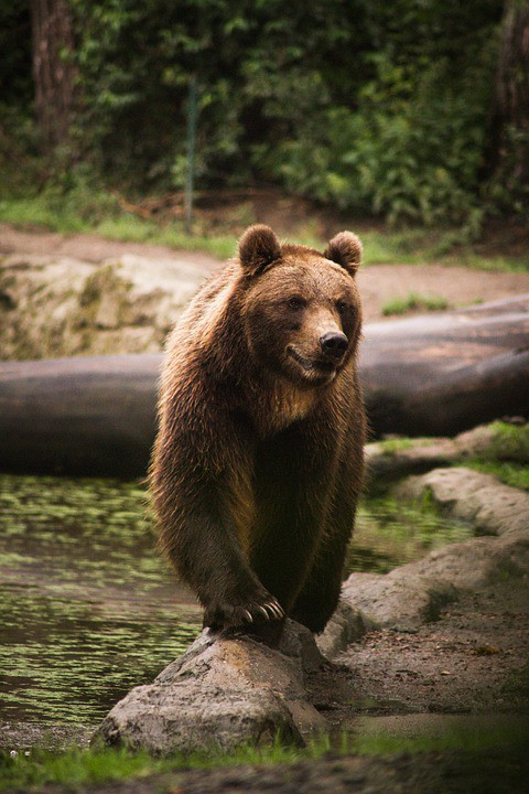 Das sind die tödlichsten Tiere der Welt