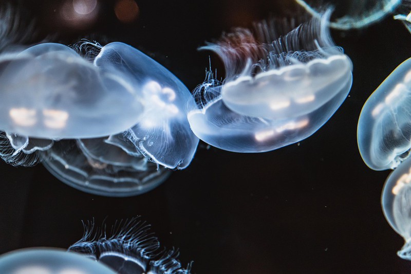 Das sind die tödlichsten Tiere der Welt