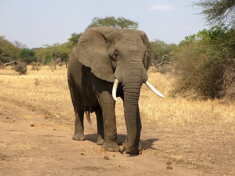 Das sind die tödlichsten Tiere der Welt