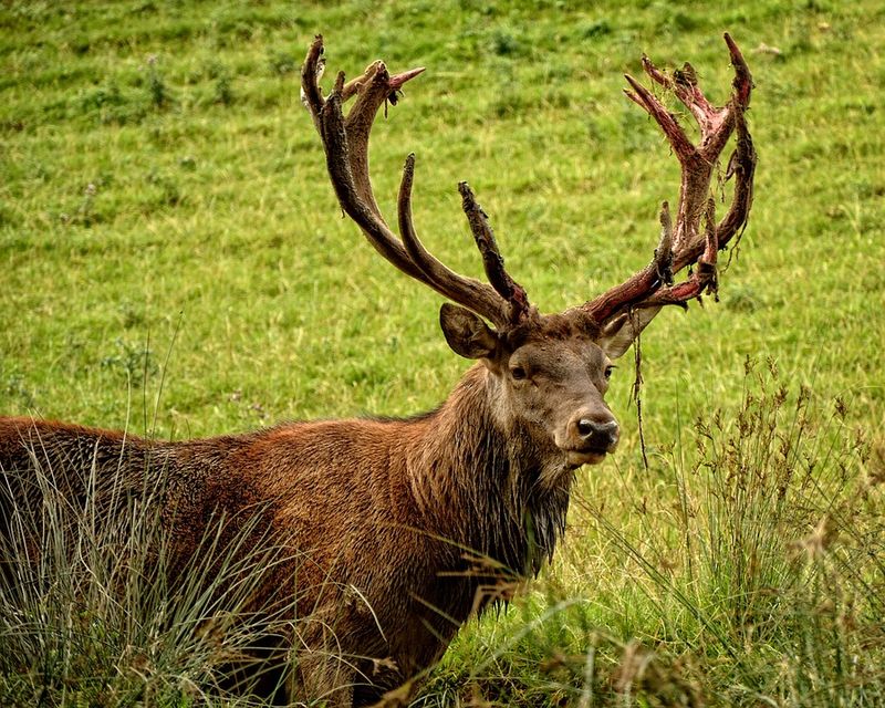 Diese süßen Tiere könnten dich problemlos töten