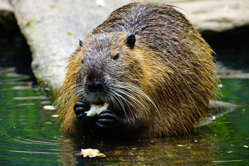 Diese süßen Tiere könnten dich problemlos töten