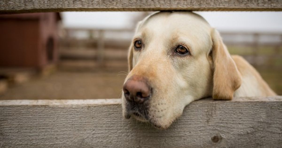 Wusstest du, dass auch Hunde Depressionen haben können?
