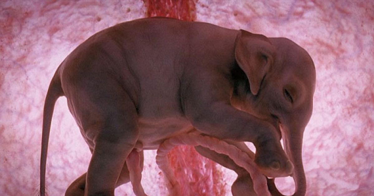 Faszinierende Aufnahmen aus der Gebärmutter von schwangeren Tieren