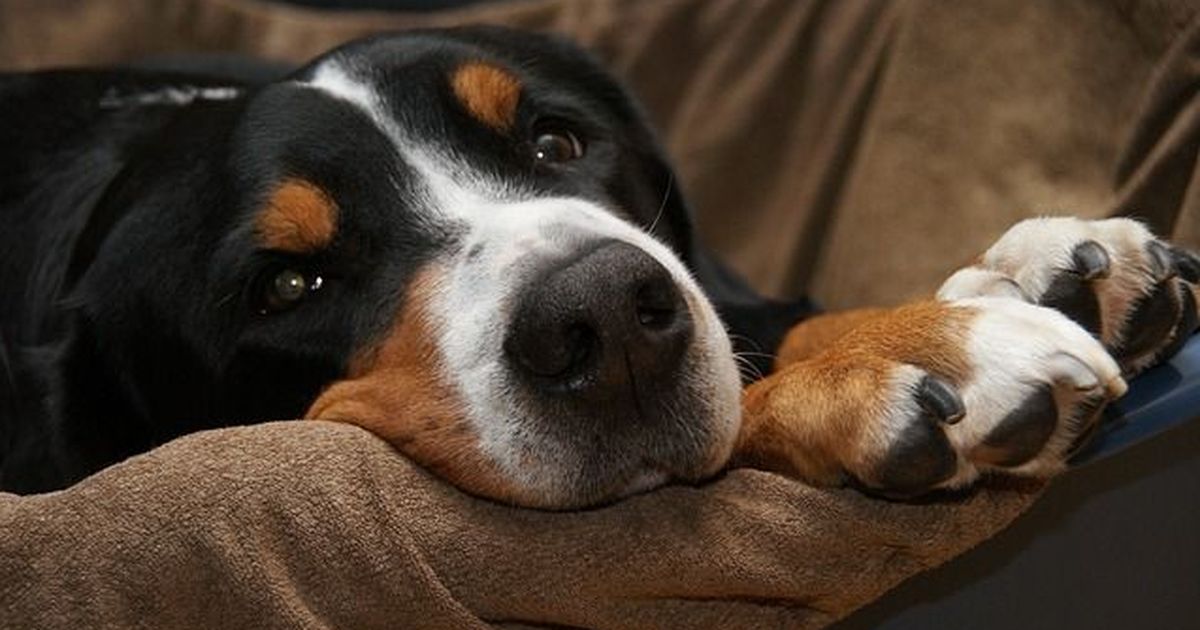 Darum lecken sich Hunde die Pfoten!