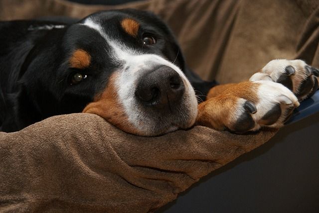 Darum lecken sich Hunde die Pfoten!