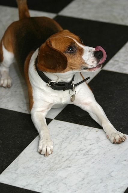 Darum lecken sich Hunde die Pfoten!
