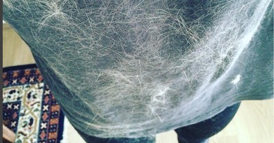 Tipps gegen lästige Tierhaare