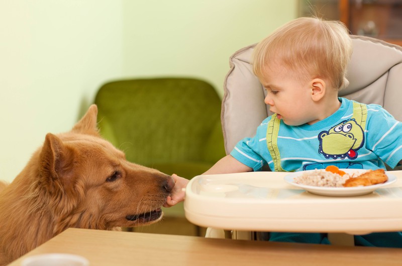 Bei Reis kann man als Hundehalterin unbesorgt sein, denn in Maßen darf ihn ihr Hund essen.