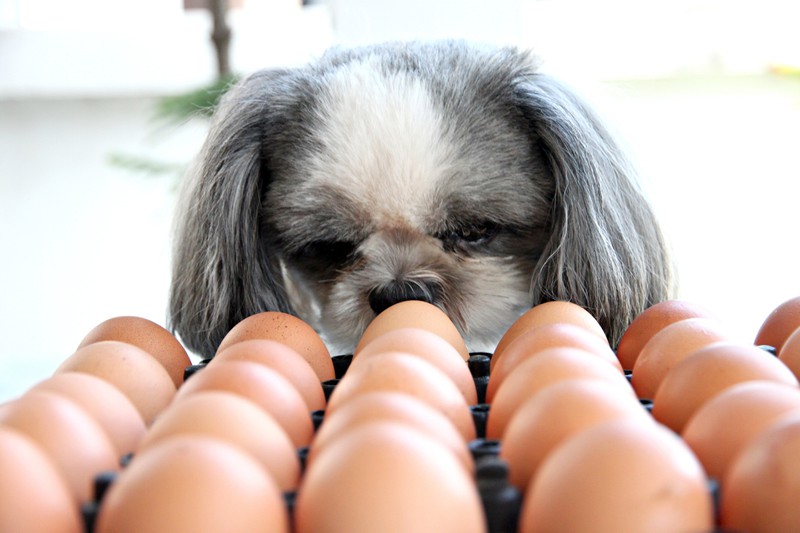 Eine Palette mit Eiern, die Hunde auch essen dürfen, aber nur roh und nur einmal pro Woche