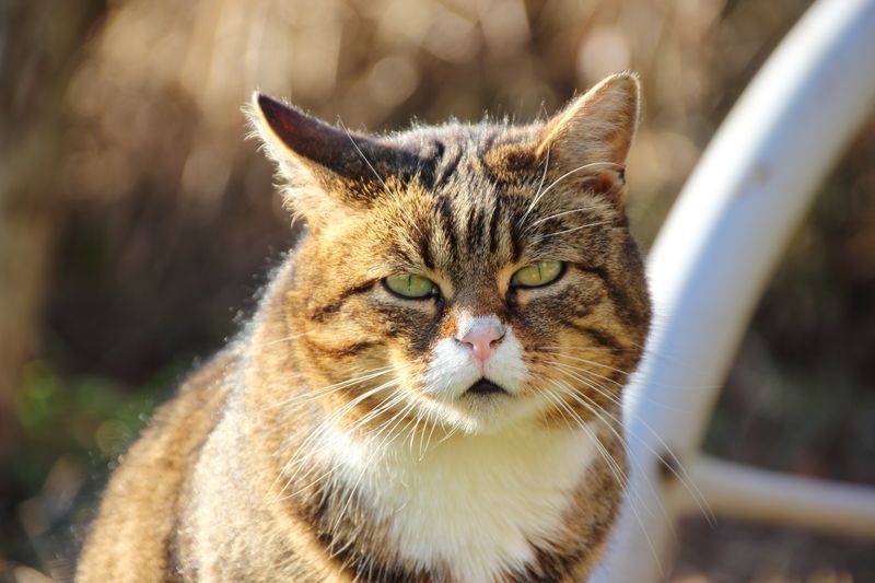 Diese Katze wartet auf etwas ganz Besonderes...
