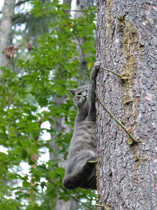 Deshalb müssen alle Katzen Kratzen