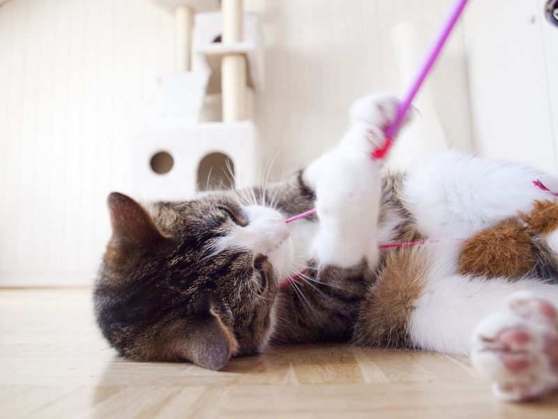 Deshalb müssen alle Katzen Kratzen