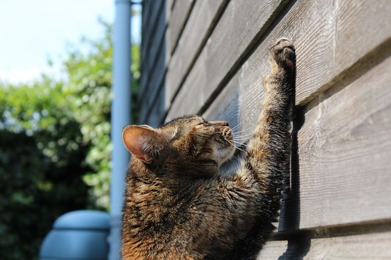 Deshalb müssen alle Katzen Kratzen