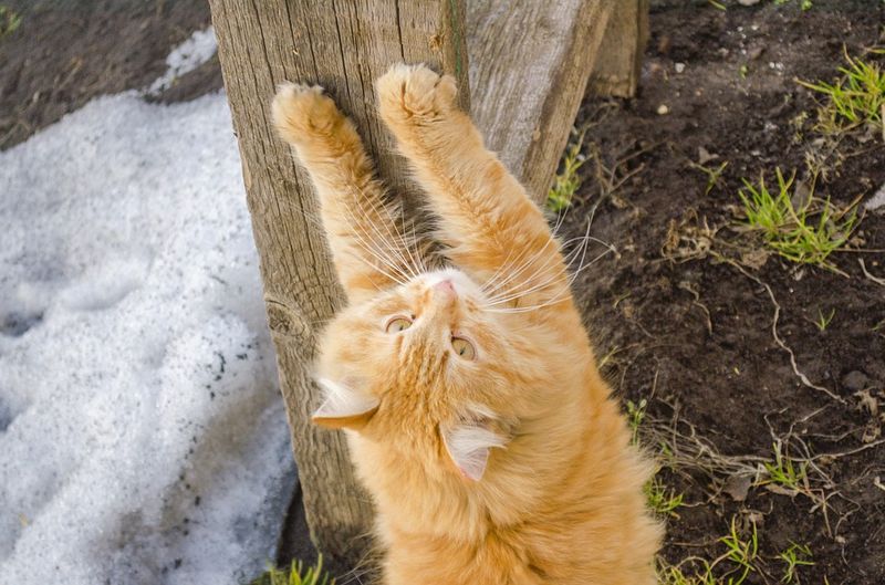 Deshalb müssen alle Katzen Kratzen