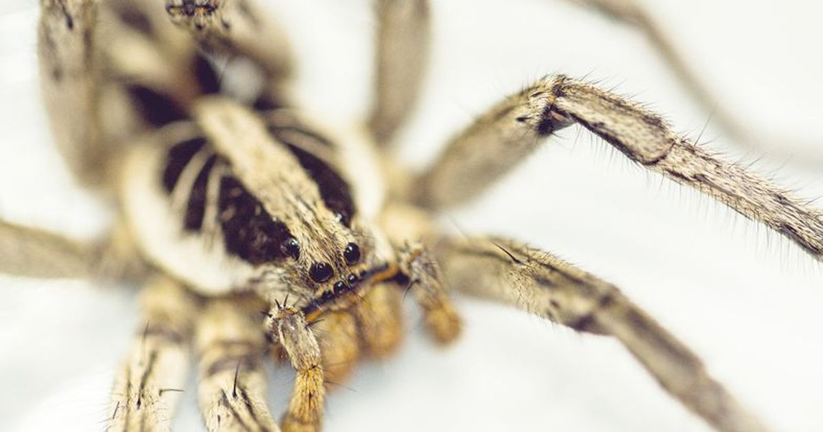 Zitterspinne Wie Lange Ohne Nahrung