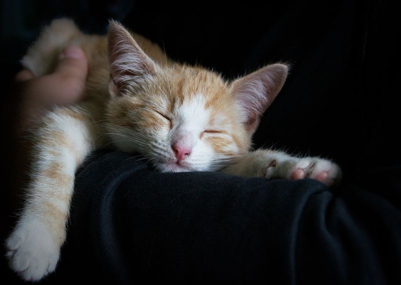 Ist Es Normal Wenn Katzen Den Ganzen Tag Lang Schlafen