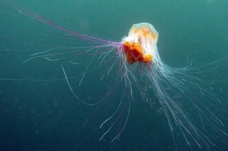 Tiere, die ewig leben