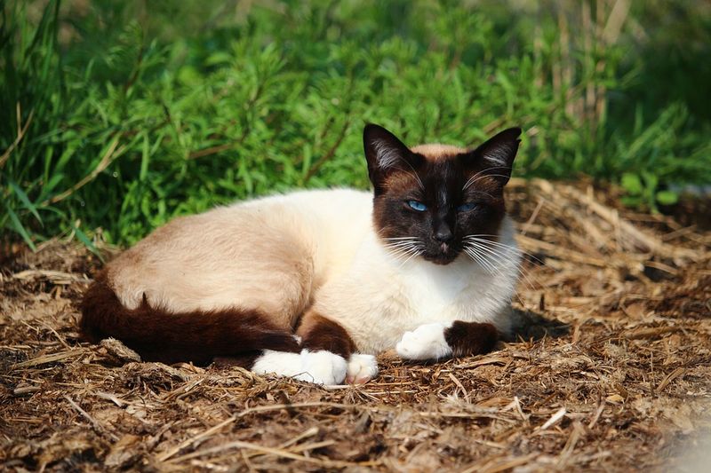 Das sind die 10 beliebtesten Katzenrassen Deutschlands