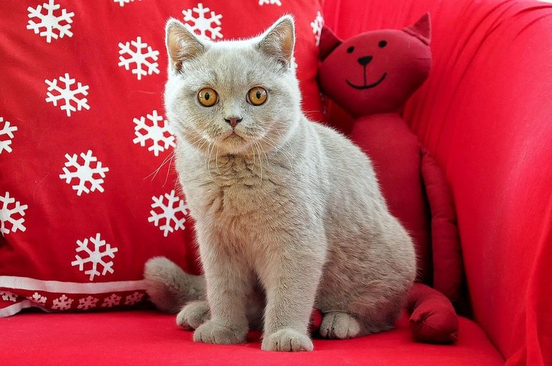Das sind die 10 beliebtesten Katzenrassen Deutschlands