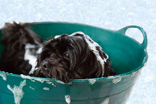 Diese Hunde hatten ein Bad nötig