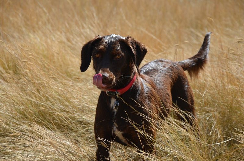 Das bedeutet es wirklich, wenn der Hund mit dem Schwanz wedelt