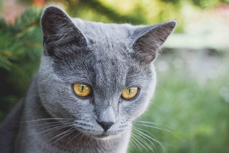 Auch Katzen reagieren auf heiße Temperaturen.