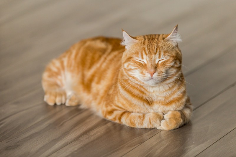 Katzen hilft es, wenn du ihnen ein offenes Fenster bietest, sodass sie frische Luft tanken können.