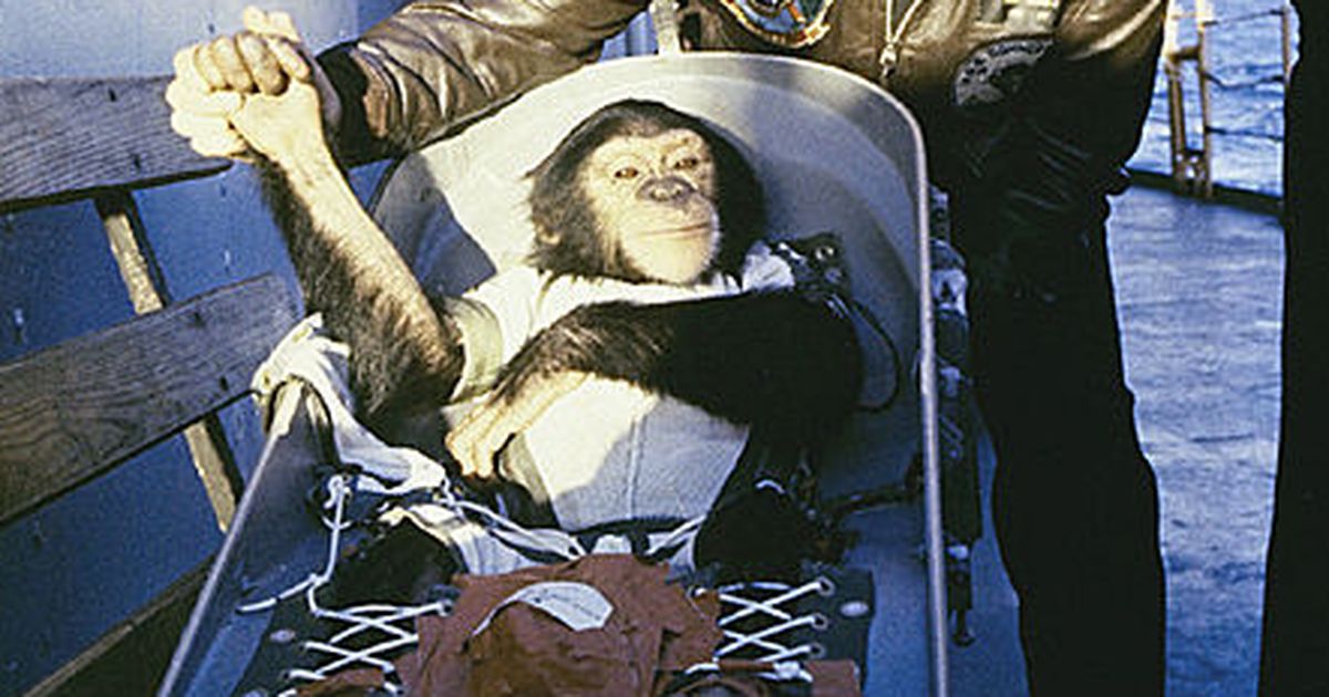 Diese Tiere waren schon im Weltall