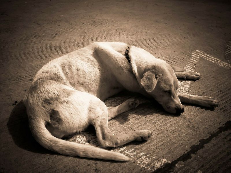 Streunender Hund erfuhr niemals die Liebe einer Familie
