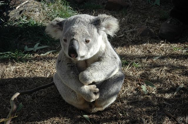 Der Lebensraum von Koalas wird immer knapper