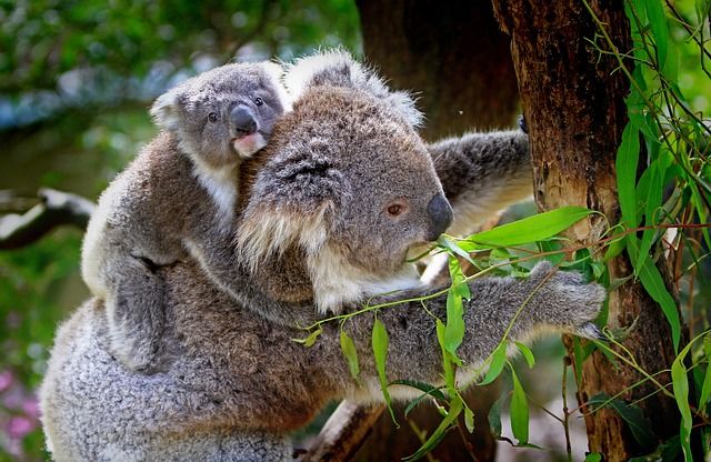 Der Lebensraum von Koalas wird immer knapper