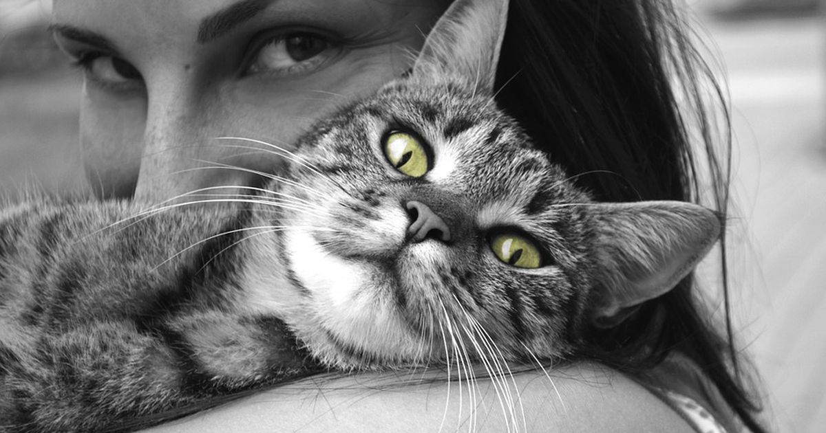 Anzeichen Dass Deine Katze Dich Töten Will
